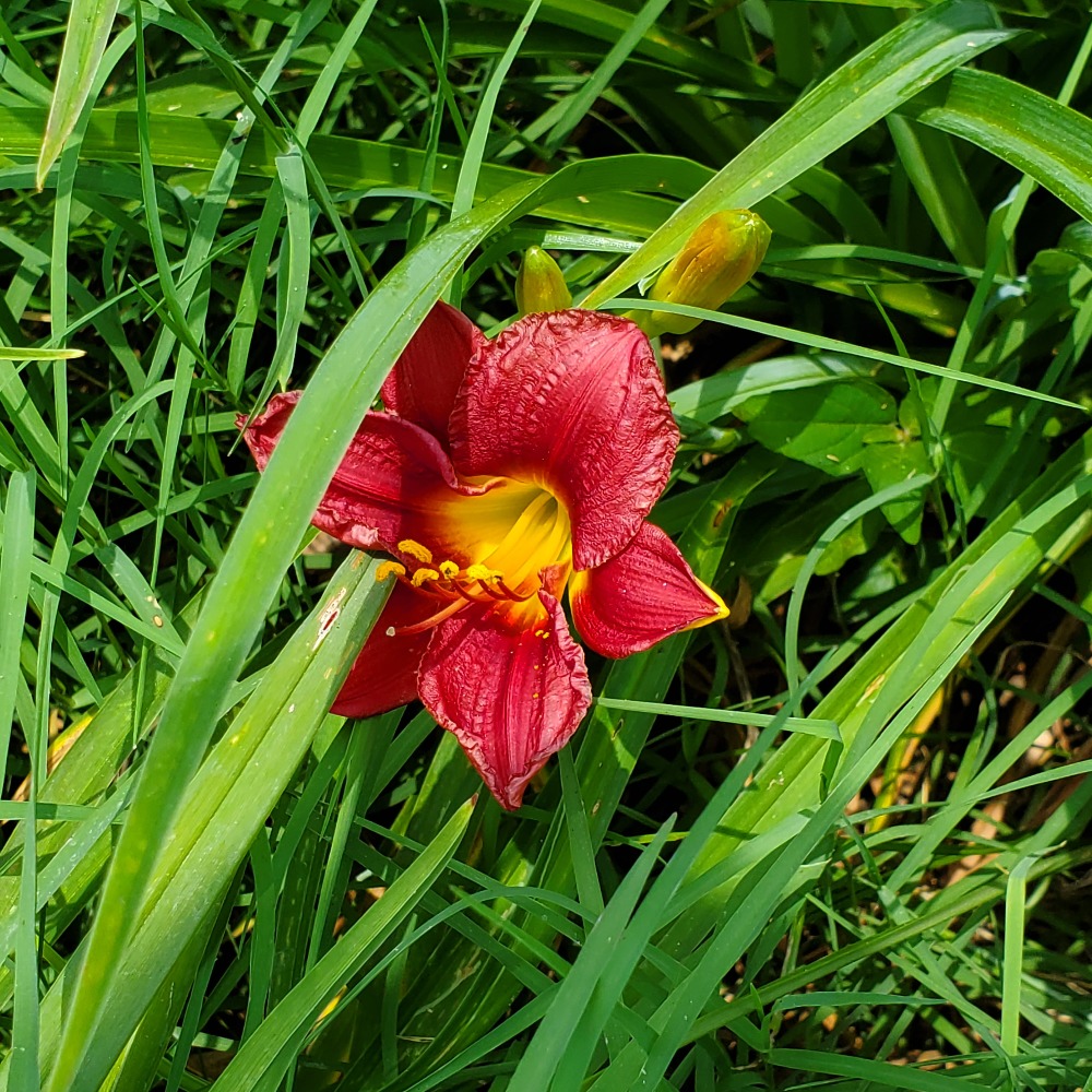 Meet your Posher, Toneka